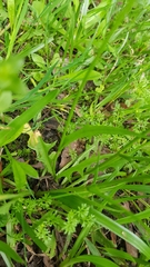 Hypochaeris albiflora