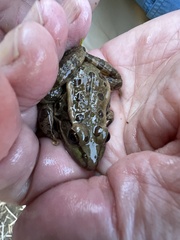 Lithobates onca