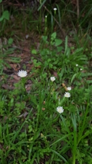 Hypochaeris albiflora