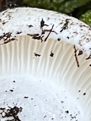 Hygrophorus ponderatus