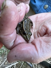 Lithobates onca