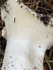 Hygrophorus ponderatus