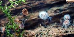 Cribraria rufa