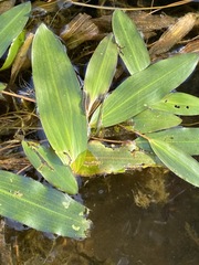 Potamogeton nodosus