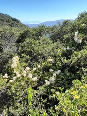 Cercocarpus betuloides betuloides