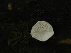 Panellus mitis