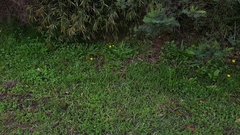 Hypochaeris albiflora