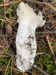 Hygrophorus ponderatus