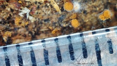 Cribraria rufa