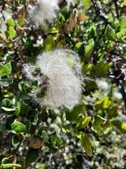 Cercocarpus betuloides betuloides