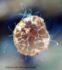 Cribraria rufa
