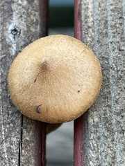 Inocybe