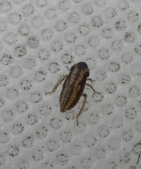 Anoscopus