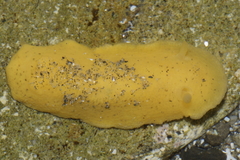 Doriopsis granulosa