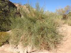Senecio subulatus erectus