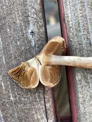Inocybe