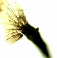 Cribraria rufa