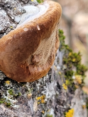 Phellinus tremulae