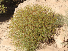 Flaveria bidentis