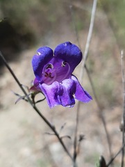 Penstemon heterophyllus australis