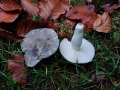 Russula grisea