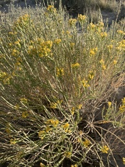 Tetradymia glabrata