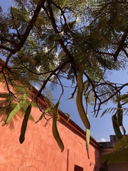 Vachellia pennatula