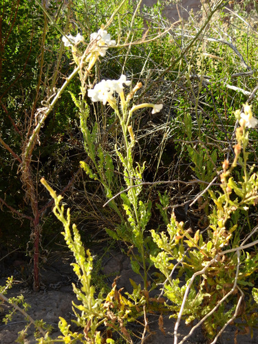 Image of Nicotiana noctiflora by (c) Guillermo Debandi, some rights reserved (CC BY)