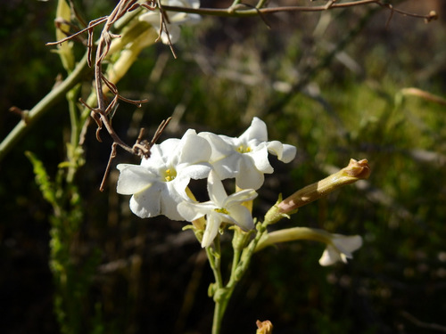 Image of Nicotiana noctiflora by (c) Guillermo Debandi, some rights reserved (CC BY)