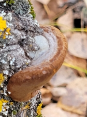 Phellinus tremulae