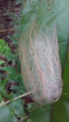 Megalopyge