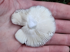 Russula grisea