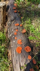 Trametes coccinea
