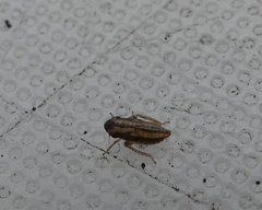 Anoscopus