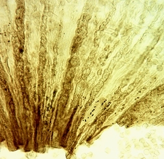 Cribraria rufa