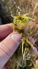 Sphagnum fallax