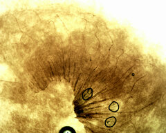 Cribraria rufa
