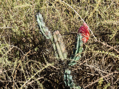 Cereus aethiops