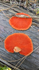 Trametes coccinea