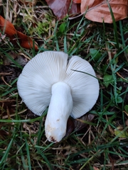 Russula grisea