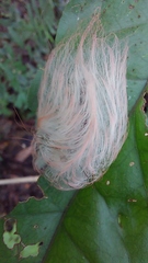 Megalopyge