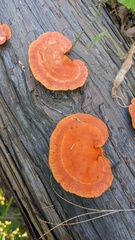 Trametes coccinea