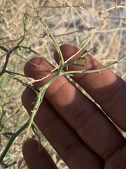 Leucosyris carnosa