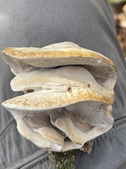 Trametes suaveolens