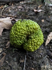 Maclura pomifera