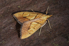 Margaroniini