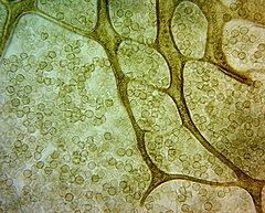 Cribraria rufa