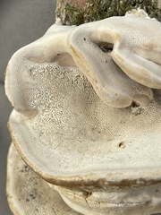 Trametes suaveolens