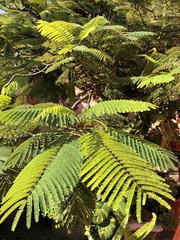 Vachellia pennatula