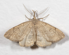 Phalaenostola metonalis